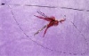 Fly Wand - with feather